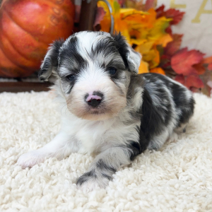 Aussiedoodle Puppy Harris
