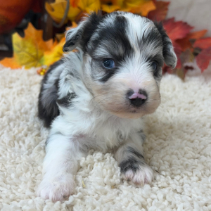 Aussiedoodle Puppy Harris