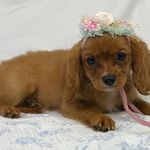 Cavalier King Charles Spaniel Puppy Lani