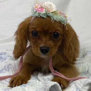 Cavalier King Charles Spaniel Puppy Lani