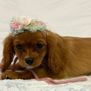 Cavalier King Charles Spaniel Puppy Lani