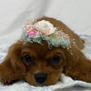Cavalier King Charles Spaniel Puppy Lani