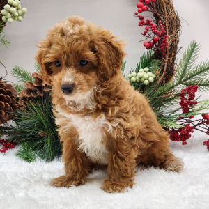 Poodle Puppy Abby