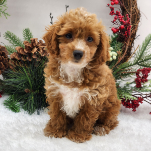 Poodle Puppy Abby