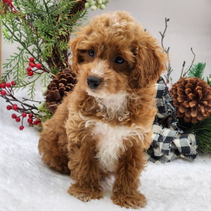 Poodle Puppy Abby