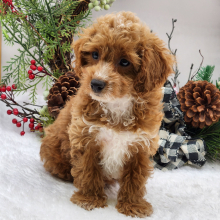 Poodle Puppy Abby