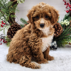 Poodle Puppy Abby