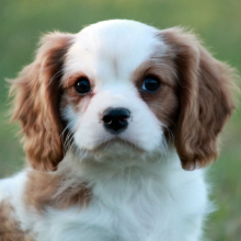 Cavalier King Charles Spaniel Puppy Arden