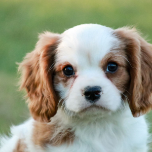 Cavalier King Charles Spaniel Puppy Arden