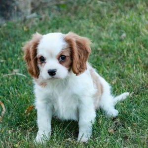Cavalier King Charles Spaniel Puppy Arden