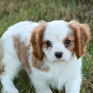 Cavalier King Charles Spaniel Puppy Arden
