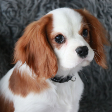 Cavalier King Charles Spaniel Puppy Arden