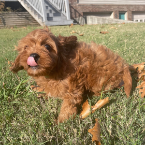 Cavapoo Puppy Frankie