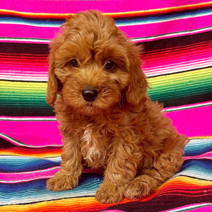Cavapoo Puppy Frankie