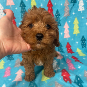 Cavapoo Puppy Frankie