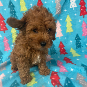 Cavapoo Puppy Frankie