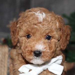 Goldendoodle Puppy Chandler