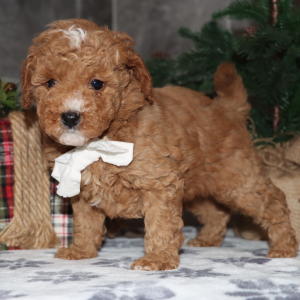 Goldendoodle Puppy Chandler