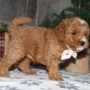 Goldendoodle Puppy Chandler