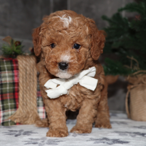 Goldendoodle Puppy Chandler