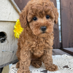 Poodle Puppy Kara