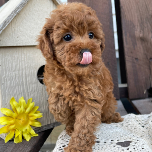 Poodle Puppy Kara