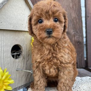 Poodle Puppy Kara