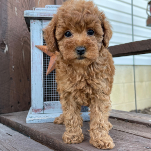 Poodle Puppy Kara