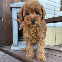 Poodle Puppy Kara