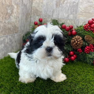 Shih Tzu Puppy Gaius