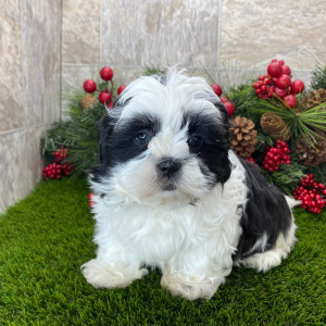 Shih Tzu Puppy Gaius