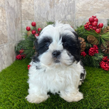 Shih Tzu Puppy Gaius