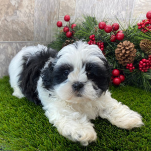 Shih Tzu Puppy Gaius