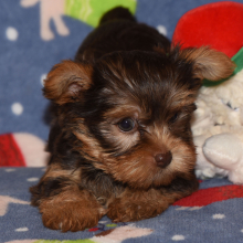 Yorkshire Terrier Puppy Gogo