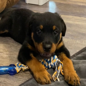 Rottweiler Puppy Mocha