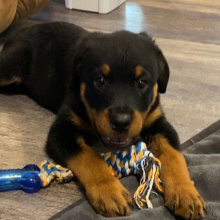 Rottweiler Puppy Mocha