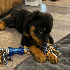 Rottweiler Puppy Mocha