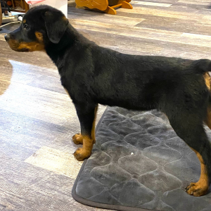 Rottweiler Puppy Mocha