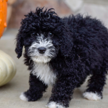 Bernedoodle Puppy Acre