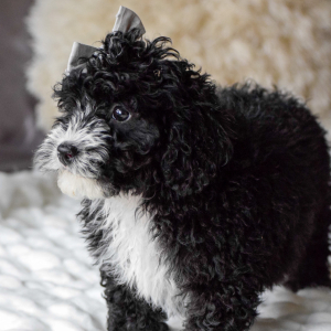 Bernedoodle Puppy Acre