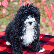 Bernedoodle Puppy Acre