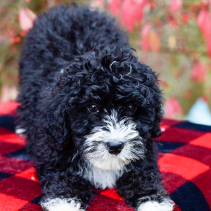 Bernedoodle Puppy Acre