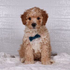 Poodle Puppy Ceb