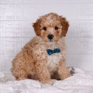 Poodle Puppy Ceb