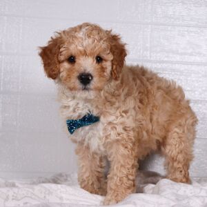 Poodle Puppy Ceb