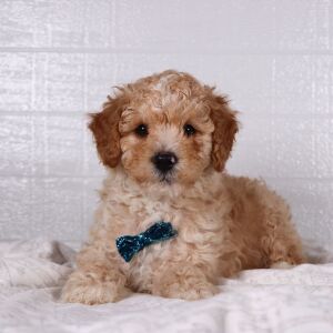 Poodle Puppy Ceb