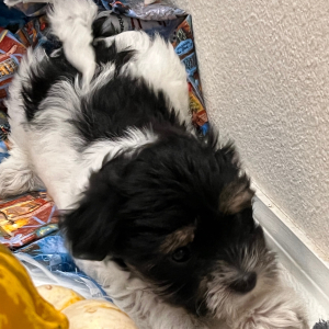Coton de Tulear Puppy Brownie