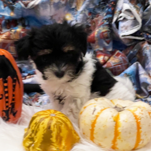 Coton de Tulear Puppy Brownie