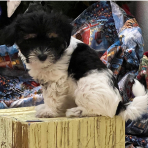 Coton de Tulear Puppy Brownie
