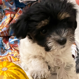 Coton de Tulear Puppy Brownie